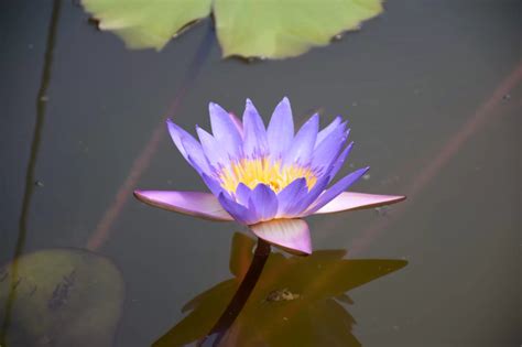  Lotus and the Clay: Unraveling the Mystical Connection Between Earth and Divinity